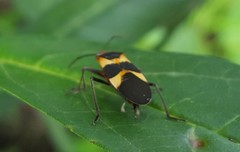 Oncopeltus unifasciatellus