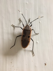 Physopelta quadriguttata