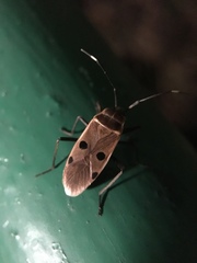 Physopelta quadriguttata