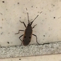 Physopelta quadriguttata