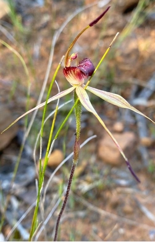Caladenia insularis