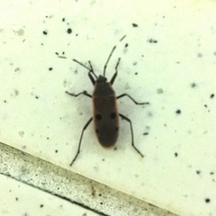 Physopelta quadriguttata