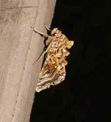 Autographa mappa