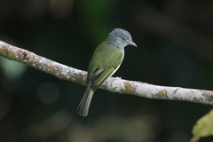 Yellow-Olive Flycatcher photo 2