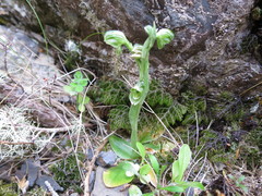 Pterostylis tanypoda