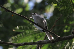 Polioptila bilineata