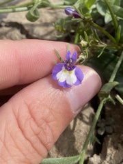 Downingia bicornuta var. picta