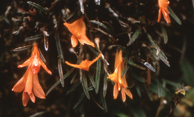 Dendrobium dekockii J.J.Sm. 4