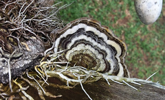 Auricularia mesenterica