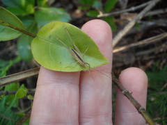 Talitropsis poduroides