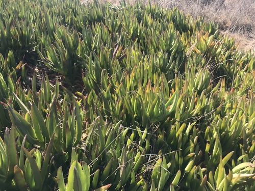 iNaturalist observation photo of sea fig