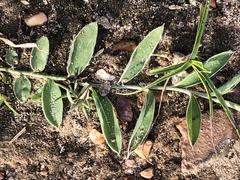 Evolvulus sericeus