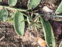 Evolvulus sericeus