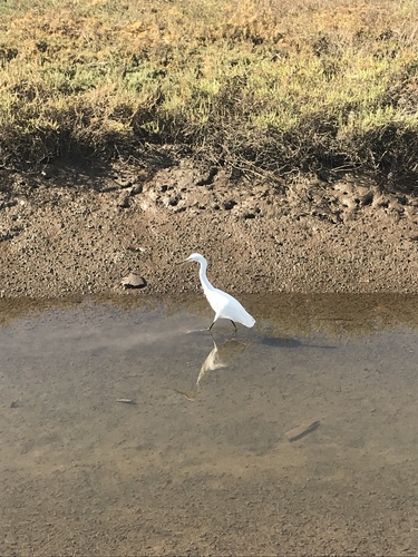 iNaturalist observation photo of Snowy Egret