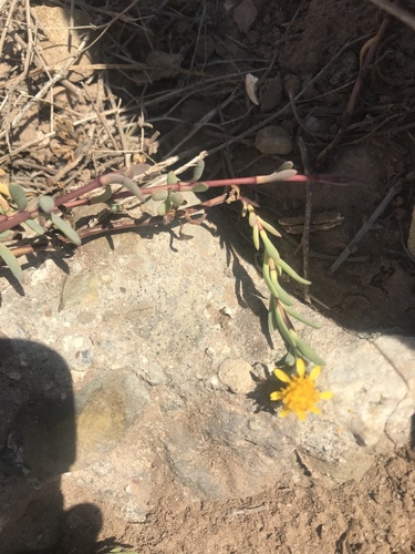 iNaturalist observation photo of Marsh Jaumea