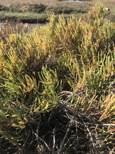 iNaturalist observation photo of pickleweeds