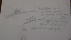 Poecile atricapillus