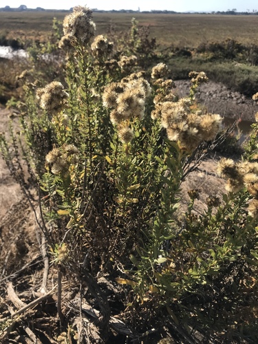 iNaturalist observation photo of Coastal Goldenbush