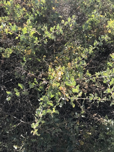 iNaturalist observation photo of Dicots