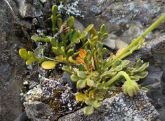 Brachyscome sinclairii