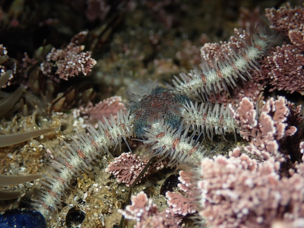 Ophiothrix rudis