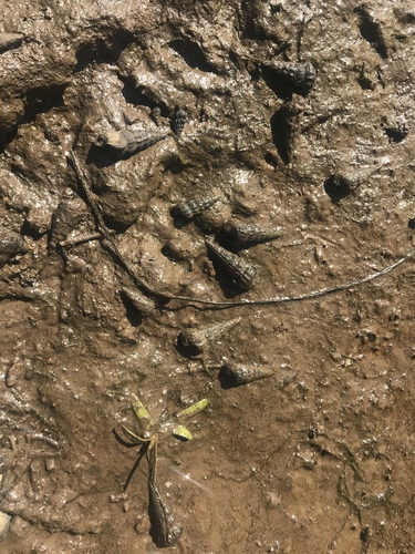 iNaturalist observation photo of California Horn Snail