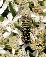 Placosternus difficilis