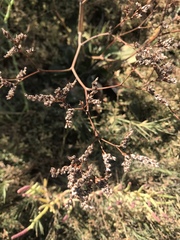 Limonium ramosissimum