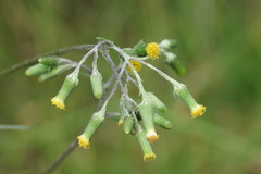 Senecio hispidulus