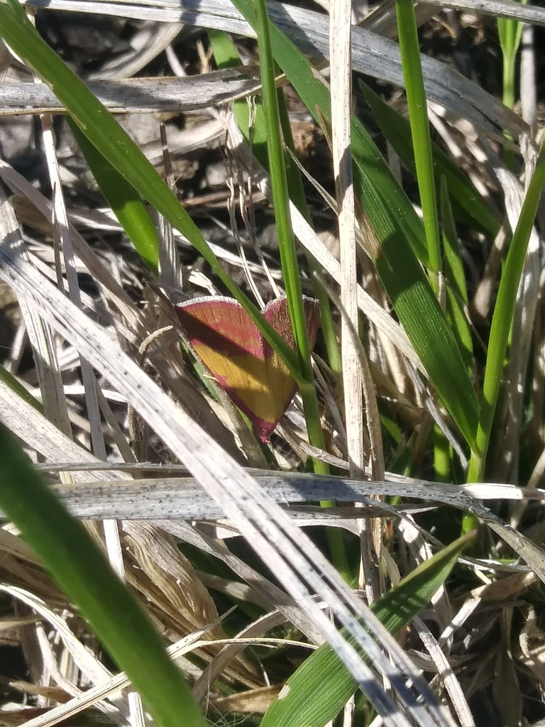 Pink-bordered Yellow