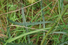 Senecio hispidulus