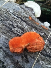 Pycnoporus sanguineus image