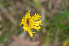 Podolepis jaceoides