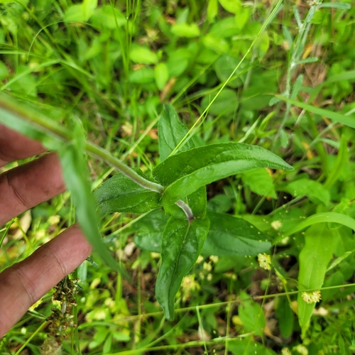 Image of Penstemon tenuiflorus by no rights reserved