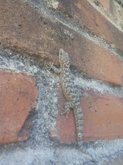 Phyllodactylus tuberculosus