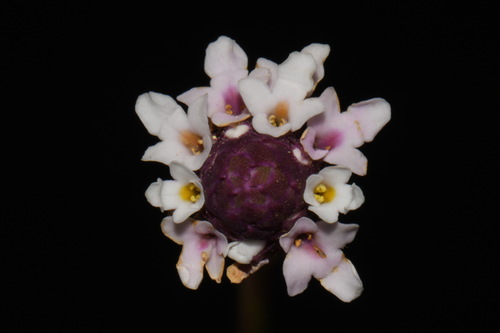 Lippia