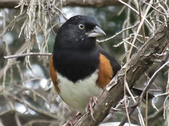 Pipilo erythrophthalmus alleni