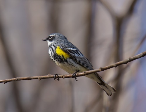 Myrtle Warbler photographed in Alaska