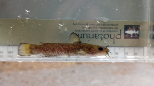 Snail bullhead (Ameiurus brunneus) — Ictaluridae — 5