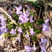 Hill Violet - Photo (c) Koroteev, some rights reserved (CC BY-NC), uploaded by Koroteev