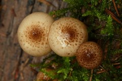 Pholiota decorata