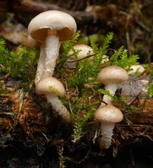 Pholiota decorata