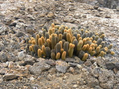 Brachycereus nesioticus