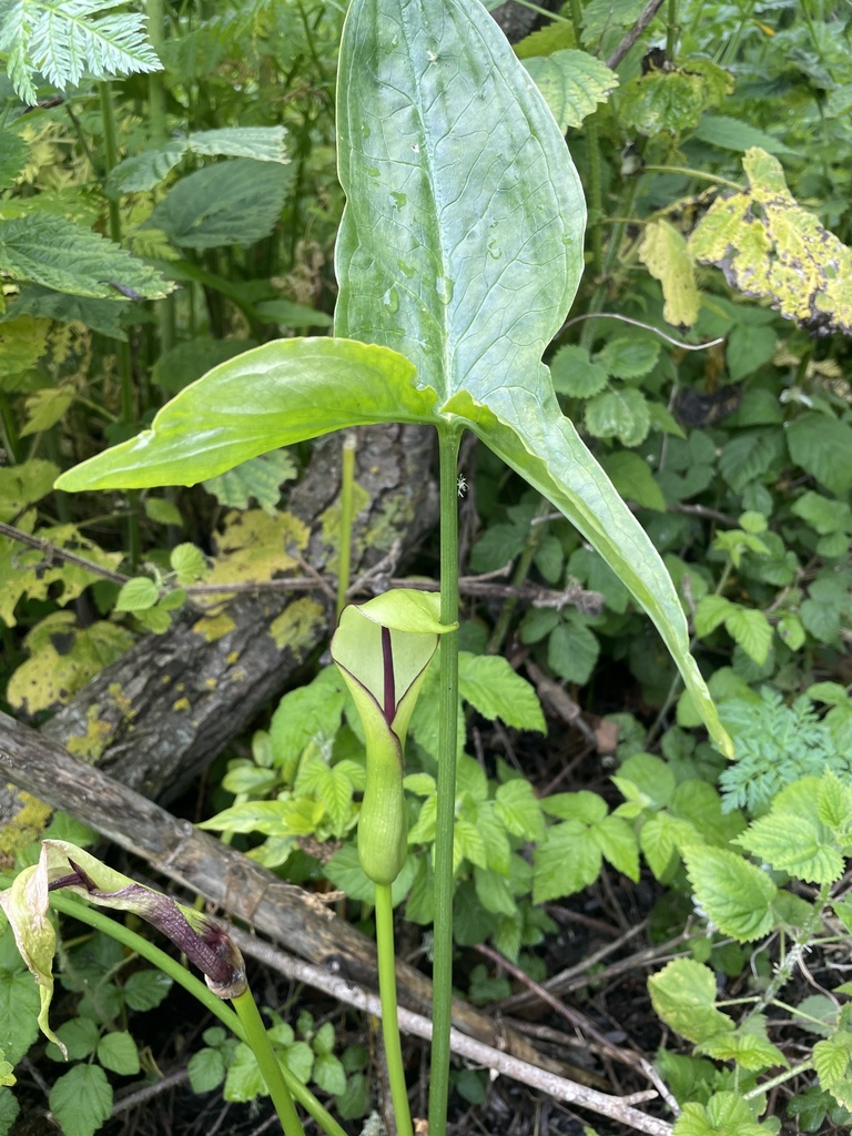 water arum