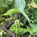 Water Arum - Photo (c) Mike Heine, some rights reserved (CC BY), uploaded by Mike Heine