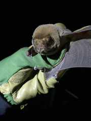 Mormoops megalophylla