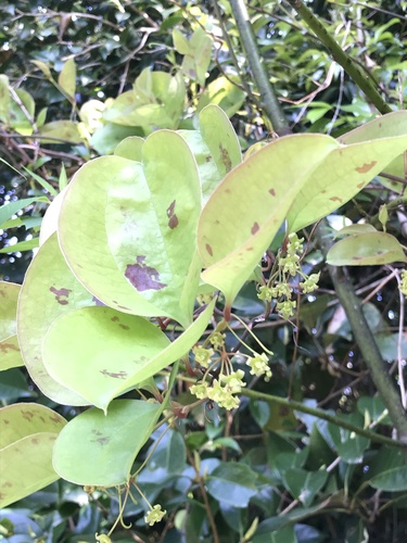 Smilax sebeana, photograph 6