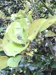 Smilax sebeana, photograph author not stated, no rights reserved