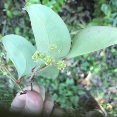 Smilax sebeana, photograph author not stated, no rights reserved