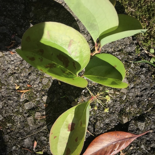 Smilax sebeana observed 2023-04-02